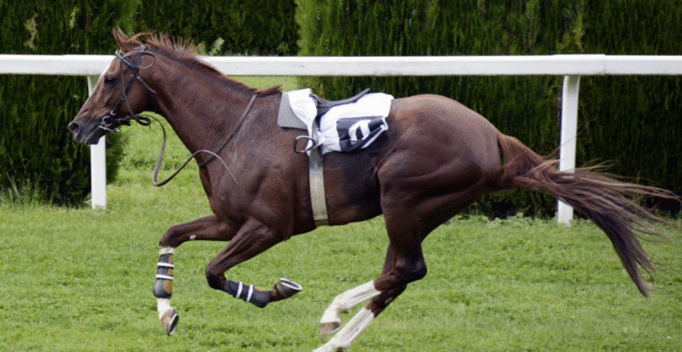 Horse Racing Training: How Horses Are Prepared for Races