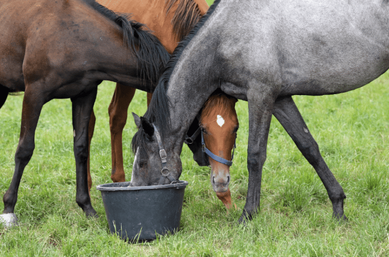 How a Racehorse’s Diet Affects Their Performance